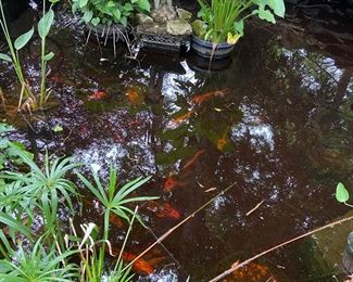 Boy Statue 
Baby to 14” Live Koi Fish