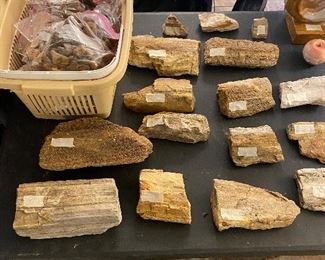 LOTS of petrified wood! 