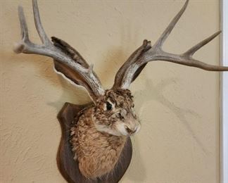Jackalope from Santa Fe