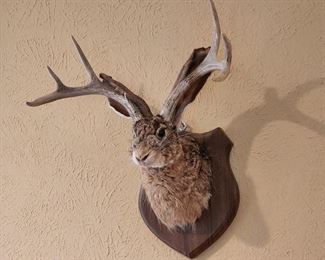 Jackalope from Santa Fe
