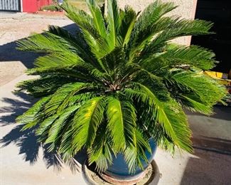 Sago Palm