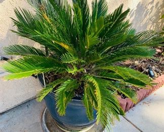 Sago Palm