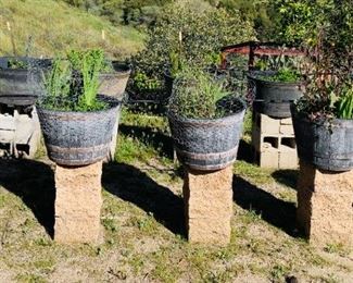 Herbs in Wooden Barrels