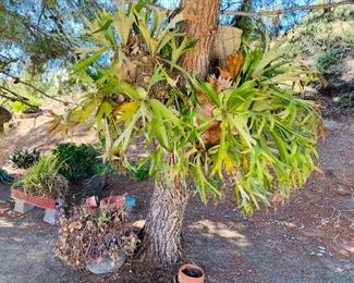 Several Staghorn Plants