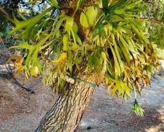 Several Staghorn Plants