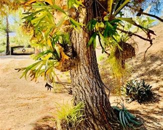 Several Staghorn Plants