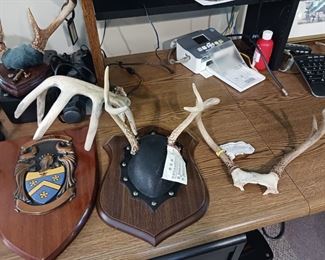 Several antler wall mounts