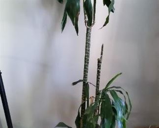 elephant ears plant with rolling base