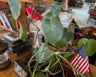 . . . live philodendron 