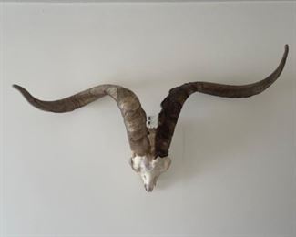 Animal skull