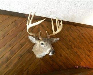deer head