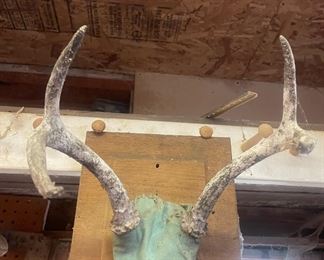 Deer Antlers on Plaque