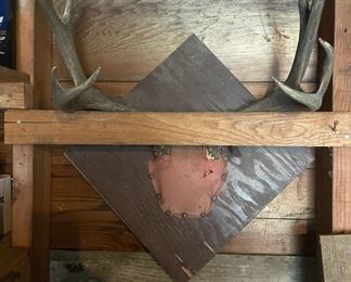 Deer Antlers On Plaque