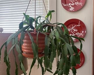 Hanging Christmas Cactus