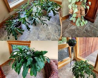 Lot 45 - Live Plants Lot