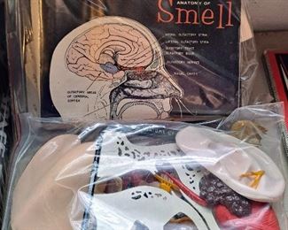 Ears and noses - Biology class school supplies from the 1960s