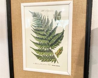Old World Style Framed Botanical Print of Fern