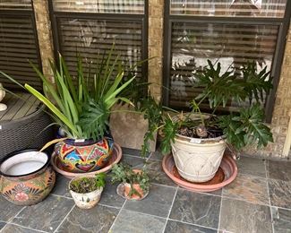 Pots and plants