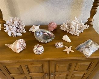 Coral and Shells