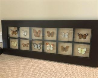 Framed Butterflies