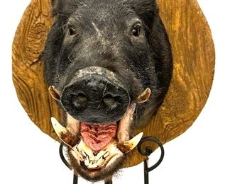 Taxidermy boar animals hunters