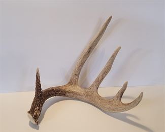 5 Point White Tale Antlers
