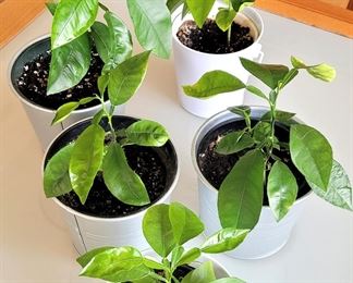 Grapefruit Plants Grown Indoors