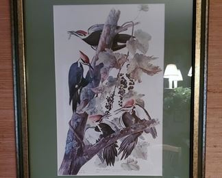 Framed Pileated Woodpecker (Plate 111, Birds Of America) by John James Audubon