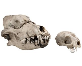 Antique Animal Skull Specimens