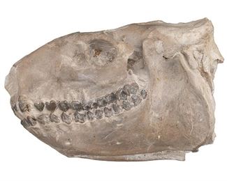 Fossilized Oreodont Skull from the Larry McMurtry Estate