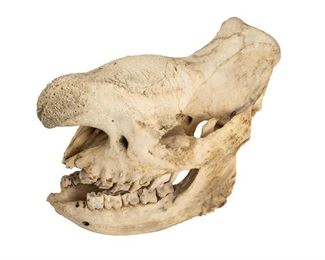 Rhinoceros Skull