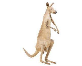 Freestanding taxidermy kangaroo