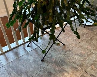 Large Christmas cactus 