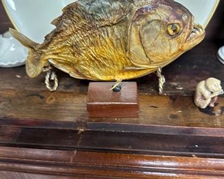 Taxidermy piranha, Has great color, great display, fins intact