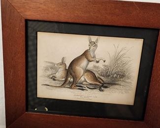 Antique German engraving print of Kangaroos
