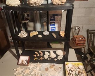 Some of the rocks and shell collection 