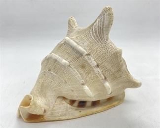 Large Hormed Queens Helmet Sea Schell