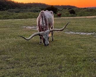 Wildcatter Ranch and Resort - Graham, TX
