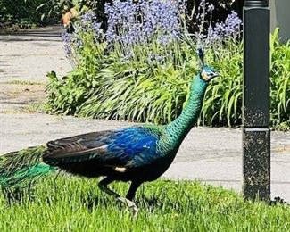 The real Peacock......Come see him...he is very noble...