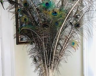 OK...why not...plenty of peacocks around...