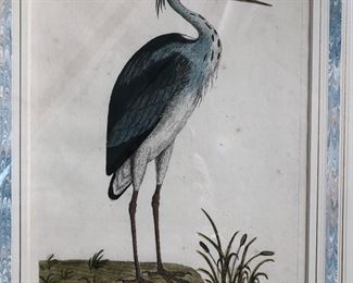 Eleazar Albin print ca. 1730