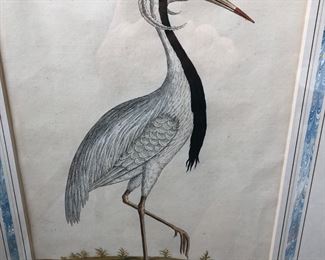 Eleazar Albin print ca. 1730