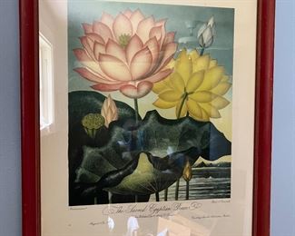 Sacred Egyptian Bean By Robert John Thornton Print