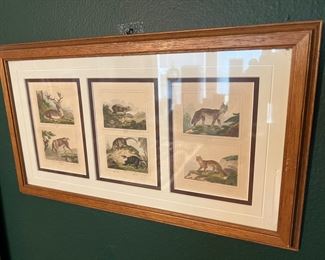 Audubon print