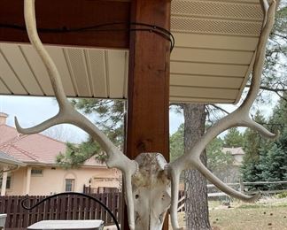European Elk Antler Mount #2