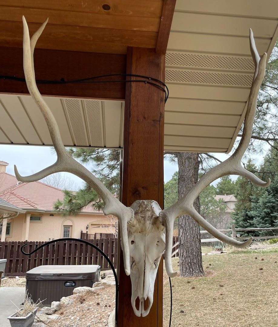 European Elk Antler Mount #2