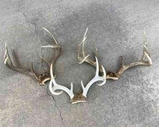 Whitetail Deer Antlers