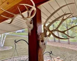 Two European Deer Antler Mounts