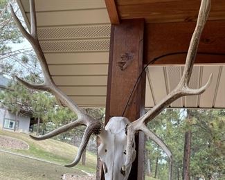 European Elk Antler Mount #1