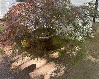 Japanese Maple in pot